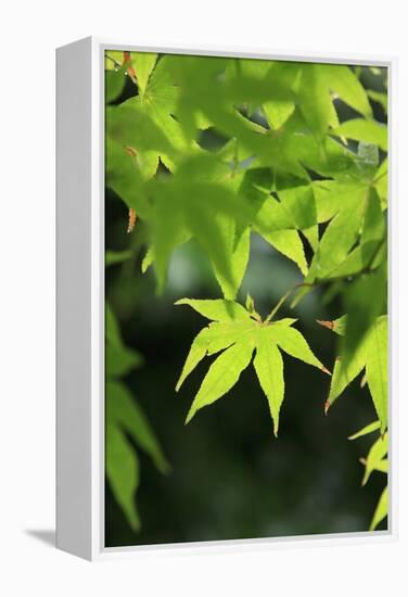 Bright Green Japanese Maple Trees in their Spring Foliage at the Ryouan-Ji Temple, Kyoto, Japan-Paul Dymond-Framed Premier Image Canvas