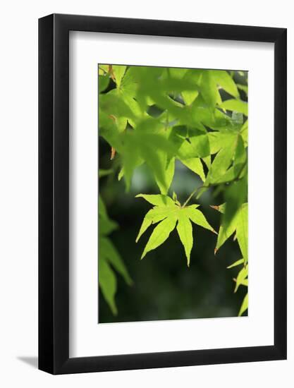 Bright Green Japanese Maple Trees in their Spring Foliage at the Ryouan-Ji Temple, Kyoto, Japan-Paul Dymond-Framed Photographic Print