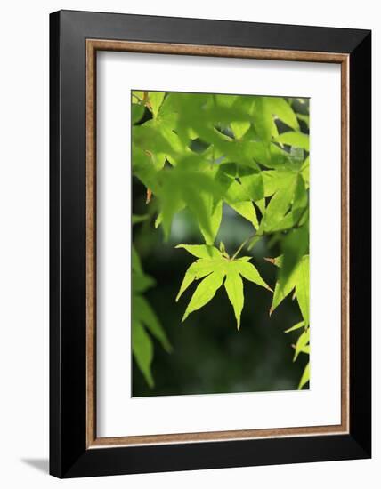 Bright Green Japanese Maple Trees in their Spring Foliage at the Ryouan-Ji Temple, Kyoto, Japan-Paul Dymond-Framed Photographic Print