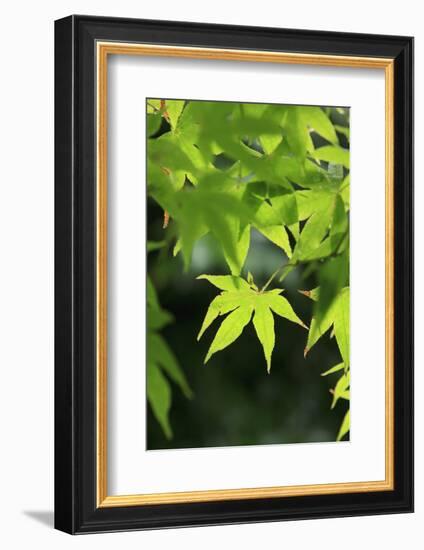 Bright Green Japanese Maple Trees in their Spring Foliage at the Ryouan-Ji Temple, Kyoto, Japan-Paul Dymond-Framed Photographic Print