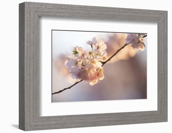 Bright idea-Nancy Crowell-Framed Photographic Print