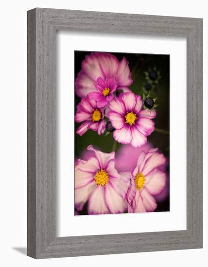 Bright Lights Cosmos-Philippe Sainte-Laudy-Framed Photographic Print