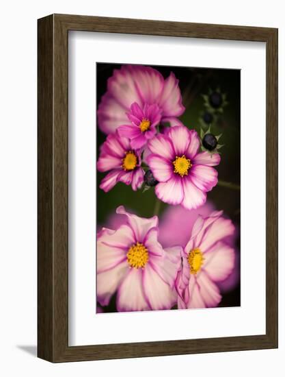 Bright Lights Cosmos-Philippe Sainte-Laudy-Framed Photographic Print
