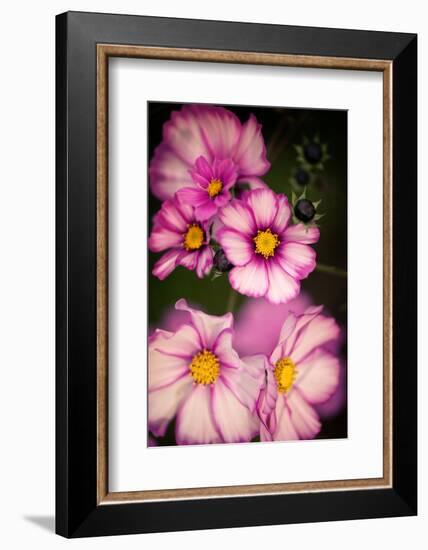 Bright Lights Cosmos-Philippe Sainte-Laudy-Framed Photographic Print