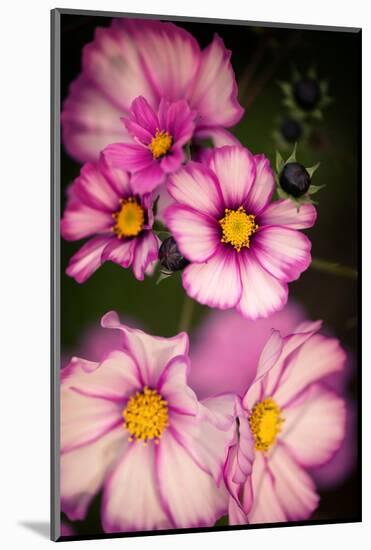 Bright Lights Cosmos-Philippe Sainte-Laudy-Mounted Photographic Print