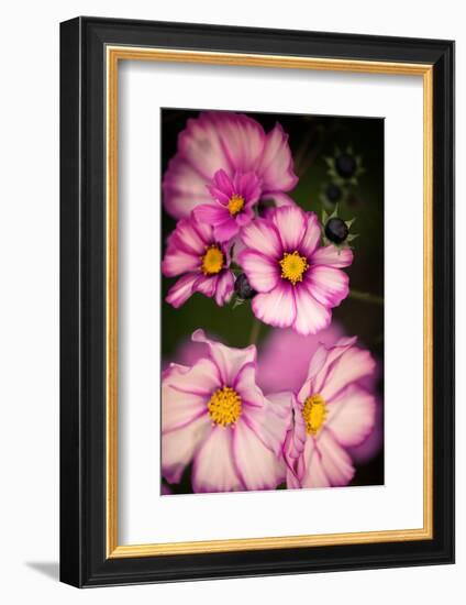 Bright Lights Cosmos-Philippe Sainte-Laudy-Framed Photographic Print