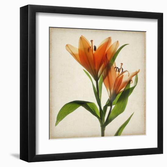 Bright Lily I-Judy Stalus-Framed Art Print