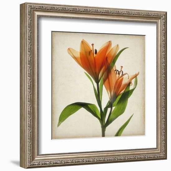 Bright Lily I-Judy Stalus-Framed Art Print