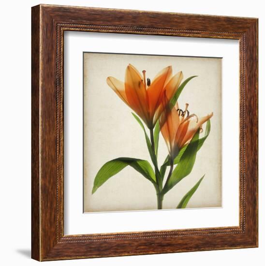 Bright Lily I-Judy Stalus-Framed Art Print