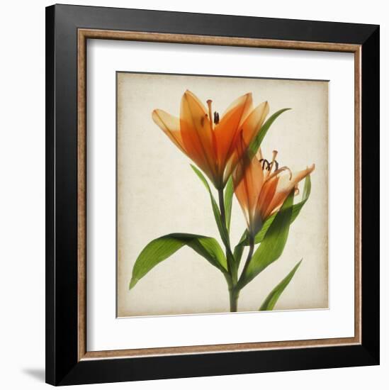 Bright Lily I-Judy Stalus-Framed Art Print