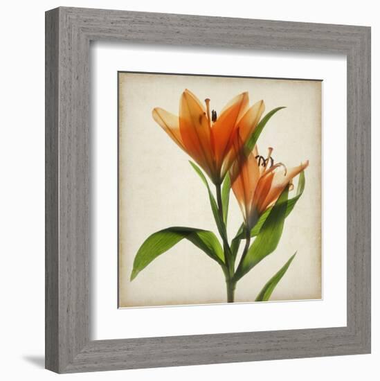 Bright Lily I-Judy Stalus-Framed Art Print