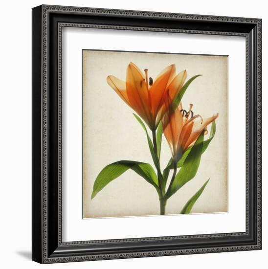 Bright Lily I-Judy Stalus-Framed Art Print