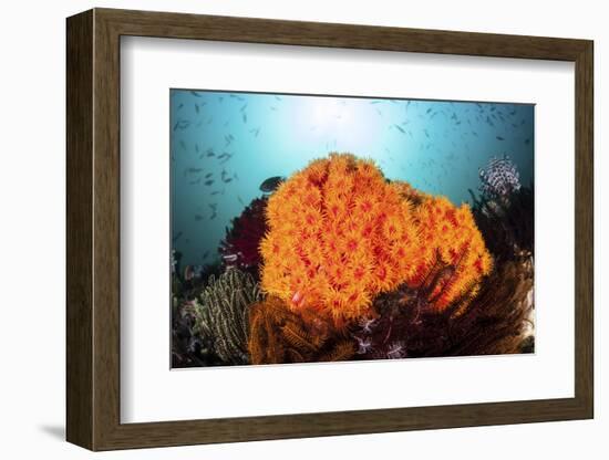 Bright Orange Cup Corals Grow on a Vibrant Reef in Indonesia-Stocktrek Images-Framed Photographic Print