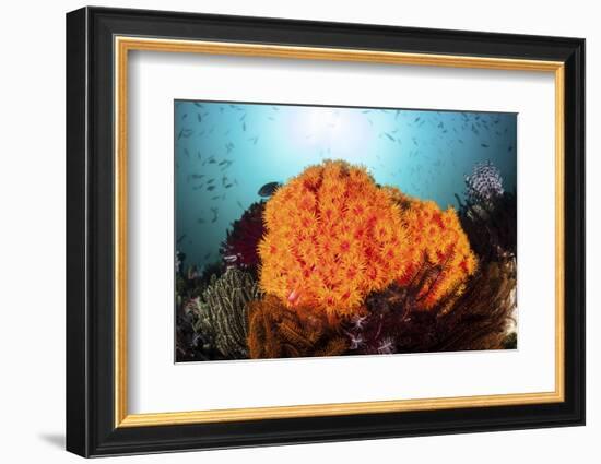 Bright Orange Cup Corals Grow on a Vibrant Reef in Indonesia-Stocktrek Images-Framed Photographic Print