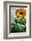 Bright orange flower on display on a kitchen table-Stacy Bass-Framed Photo