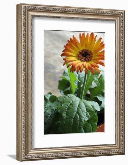 Bright orange flower on display on a kitchen table-Stacy Bass-Framed Photo