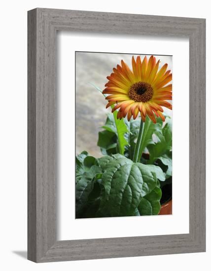 Bright orange flower on display on a kitchen table-Stacy Bass-Framed Photo