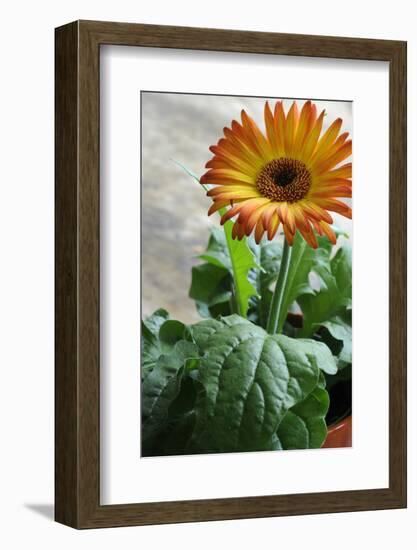 Bright orange flower on display on a kitchen table-Stacy Bass-Framed Photo