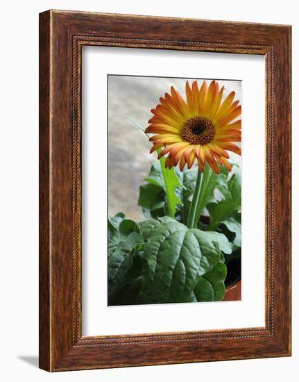 Bright orange flower on display on a kitchen table-Stacy Bass-Framed Photo