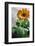 Bright orange flower on display on a kitchen table-Stacy Bass-Framed Photo