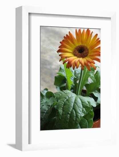 Bright orange flower on display on a kitchen table-Stacy Bass-Framed Photo