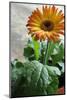 Bright orange flower on display on a kitchen table-Stacy Bass-Mounted Photo