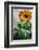 Bright orange flower on display on a kitchen table-Stacy Bass-Framed Photo