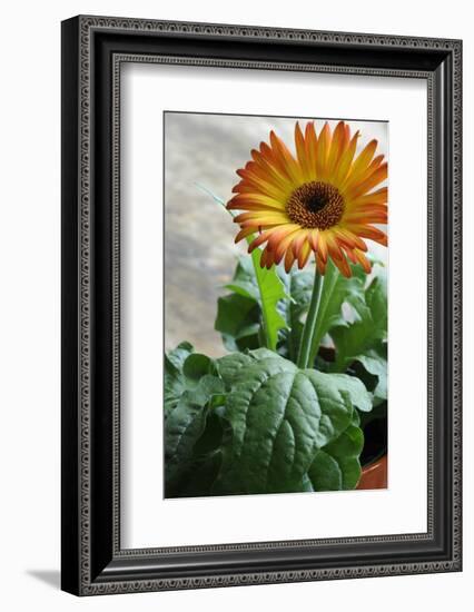 Bright orange flower on display on a kitchen table-Stacy Bass-Framed Photo