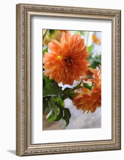 Bright orange flowers on display on kitchen table-Stacy Bass-Framed Photo