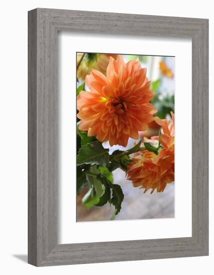 Bright orange flowers on display on kitchen table-Stacy Bass-Framed Photo