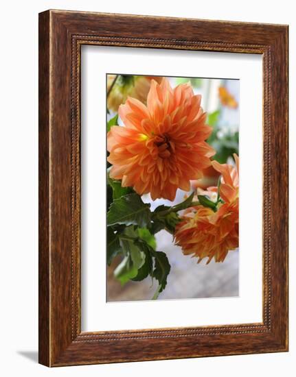 Bright orange flowers on display on kitchen table-Stacy Bass-Framed Photo