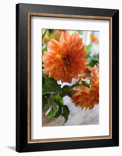 Bright orange flowers on display on kitchen table-Stacy Bass-Framed Photo