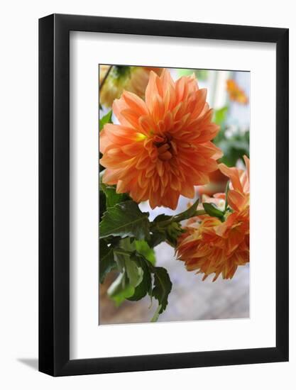 Bright orange flowers on display on kitchen table-Stacy Bass-Framed Photo