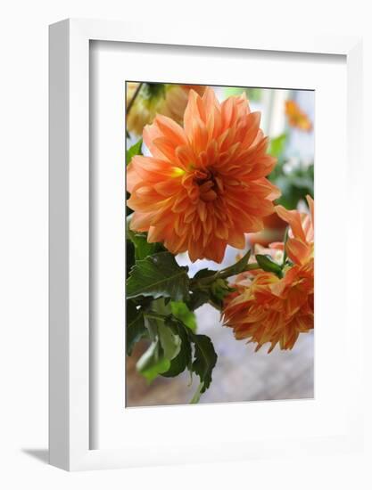 Bright orange flowers on display on kitchen table-Stacy Bass-Framed Photo