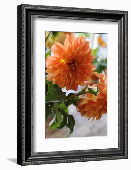 Bright orange flowers on display on kitchen table-Stacy Bass-Framed Photo