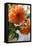 Bright orange flowers on display on kitchen table-Stacy Bass-Framed Stretched Canvas