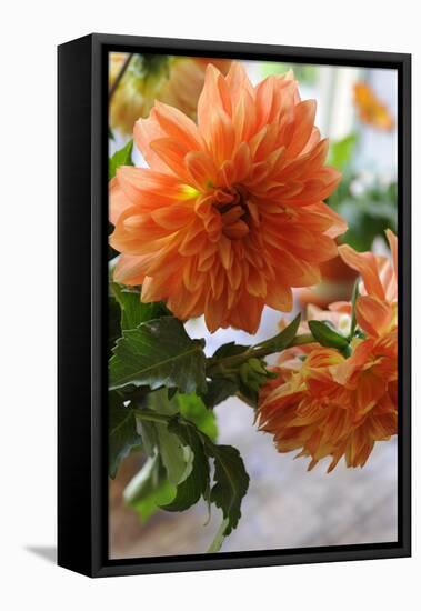 Bright orange flowers on display on kitchen table-Stacy Bass-Framed Stretched Canvas