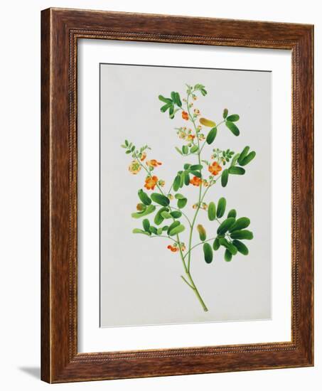 Bright Orange Flowers with Oval Green Leaves-null-Framed Giclee Print