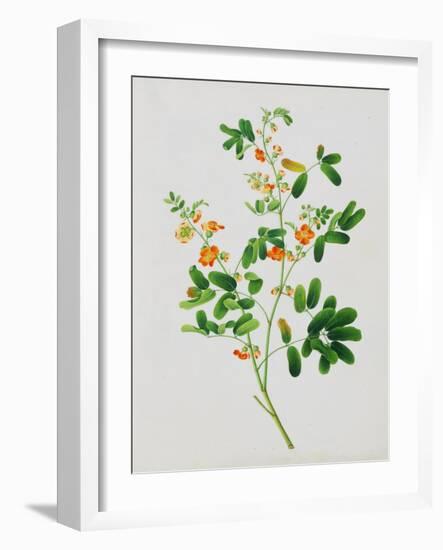 Bright Orange Flowers with Oval Green Leaves-null-Framed Giclee Print