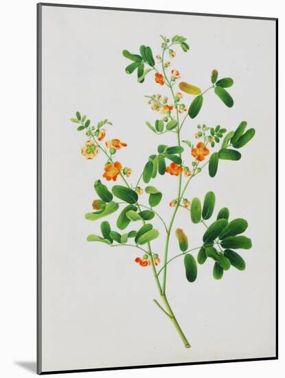 Bright Orange Flowers with Oval Green Leaves-null-Mounted Giclee Print