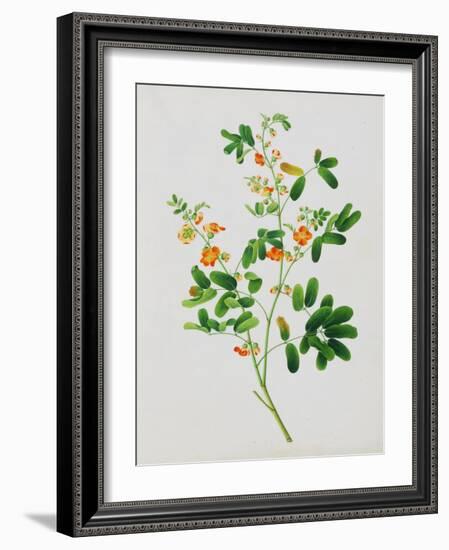 Bright Orange Flowers with Oval Green Leaves-null-Framed Giclee Print