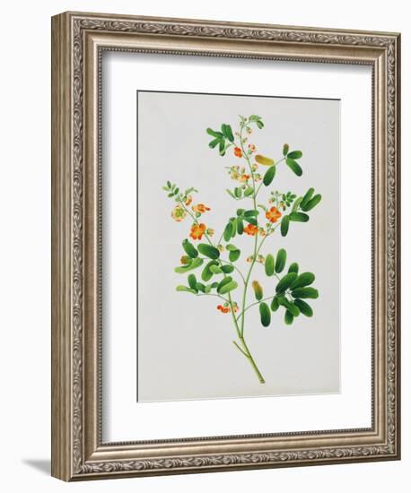 Bright Orange Flowers with Oval Green Leaves-null-Framed Giclee Print