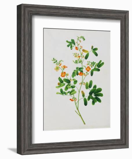 Bright Orange Flowers with Oval Green Leaves-null-Framed Giclee Print