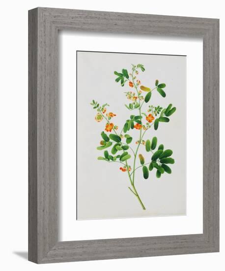 Bright Orange Flowers with Oval Green Leaves-null-Framed Giclee Print