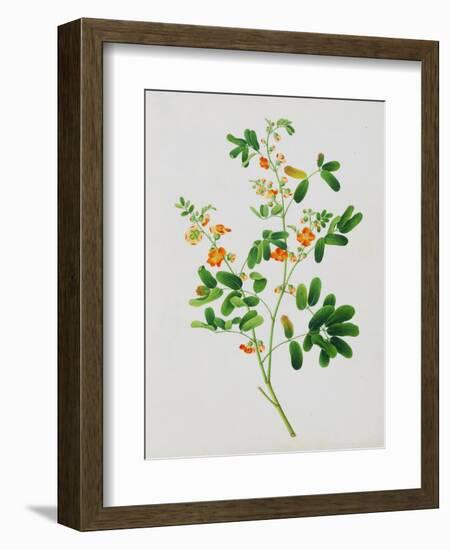 Bright Orange Flowers with Oval Green Leaves-null-Framed Giclee Print