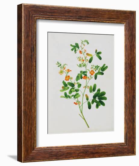 Bright Orange Flowers with Oval Green Leaves--Framed Giclee Print