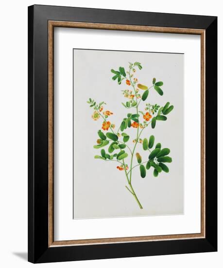 Bright Orange Flowers with Oval Green Leaves-null-Framed Giclee Print