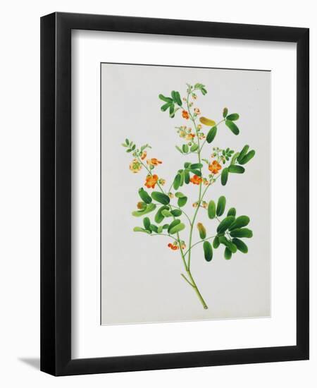 Bright Orange Flowers with Oval Green Leaves--Framed Giclee Print