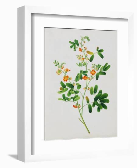 Bright Orange Flowers with Oval Green Leaves-null-Framed Giclee Print