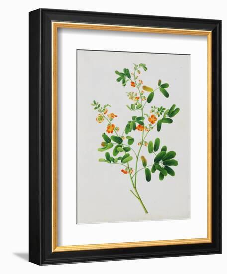 Bright Orange Flowers with Oval Green Leaves-null-Framed Giclee Print